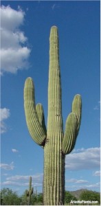 arizona_saguaro_cactus_c